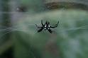 Cyrtophora_citricola_D3183_Z_82_Valle Gran Rey_Spanje